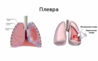 Плевра: анатомия, строение, функции