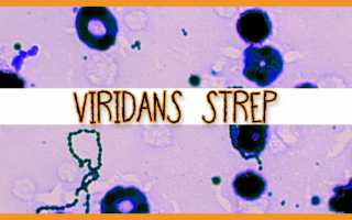 Streptococcus Viridans — наличие в горле, симптоматика и лечение