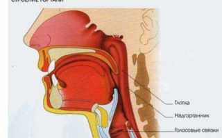 Голосовые связки у человека: где находятся