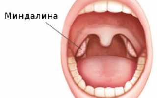 Строение и функции миндалин