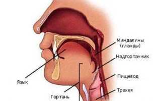 Симптомы и лечение аллергического ларингита