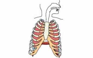 Как работает система дыхания: устройство лёгких человека