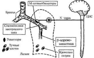 Классификация и действие бронхолитических препаратов