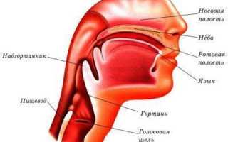 Как устроена носоглотка человека