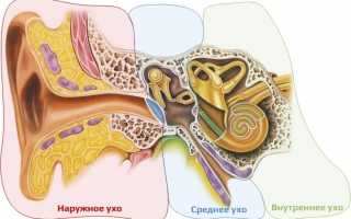 Строение, функции, возможные заболевания наружного уха