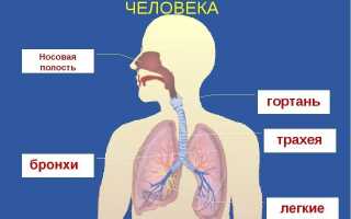 Как устроена дыхательная система – анатомические и физиологические особенности