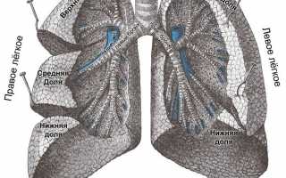Как устроены бронхи человека