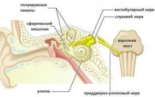 Причины и особенности течения неврита слухового нерва: лечение и прогноз