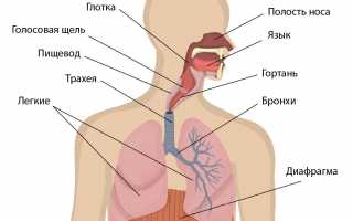 Устройство верхних и нижних дыхательных путей у человека