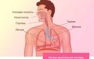 Строение и функции дыхательной системы человека