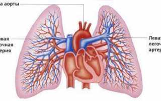 Особенности кровоснабжения лёгких