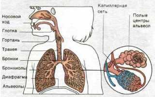 Трахеит: симптомы и лечение у взрослых