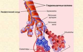 Роль ацинуса лёгкого в дыхательных процессах